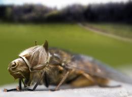 Horsefly